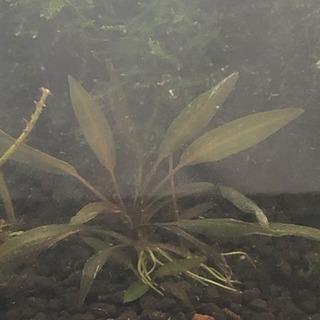 水草 クリプトコリネ・アフィニス   メダカ 金魚 熱帯魚 シュ...