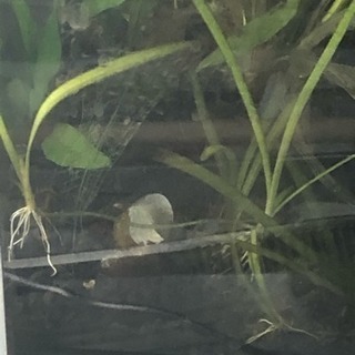 ✨激レア！！✨ 水草 バリスネリアspリトルヤバクリーク オーストラリア産   メダカ 金魚 熱帯魚 シュリンプ 水槽 アクアリウム の画像