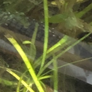 ✨激レア！！✨ 水草 バリスネリアspリトルヤバクリーク オース...