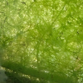 🍀水草 ニテラ🍀  メダカ 金魚 熱帯魚 シュリンプ 水槽 アクアリウム の画像