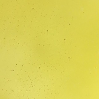 メダカ稚魚20匹 ミックスのメダカです。の画像