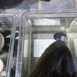 メダカ稚魚20匹 ミックスのメダカです。の画像