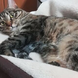 猫譲ります