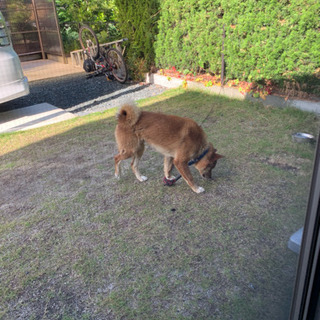 大切にしてくださる方お願いします。