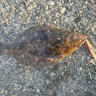 釣り友達募集