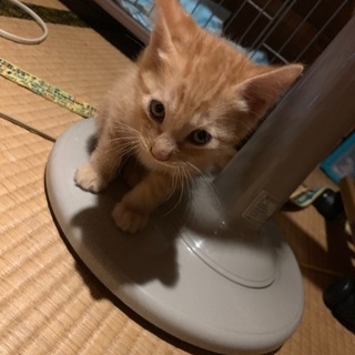 生後1ヶ月の子猫