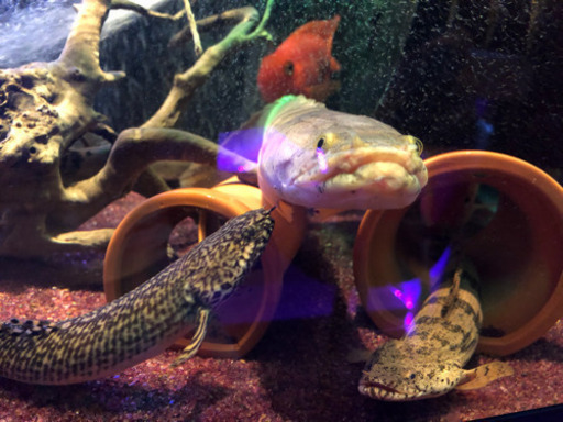 熱帯魚（古代魚）