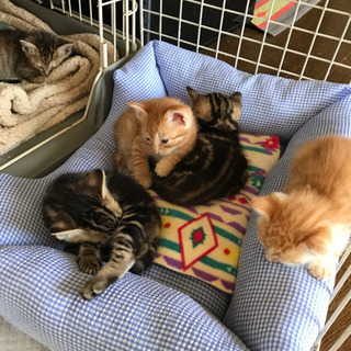 一旦中断させていただきます！生後1カ月弱 仔猫４匹