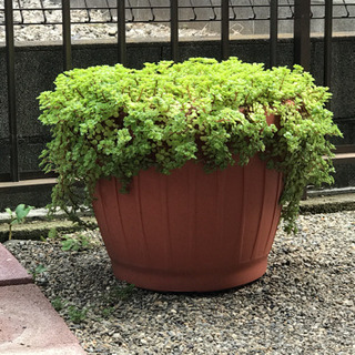 多肉植物の鉢植え