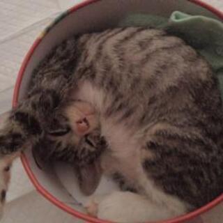緊急保護した子猫です…
