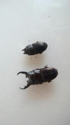 フィリピンネブトクワガタ　♂♀ペア