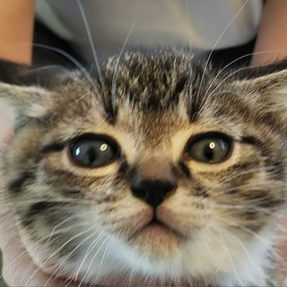 子猫生後４０日里親募集