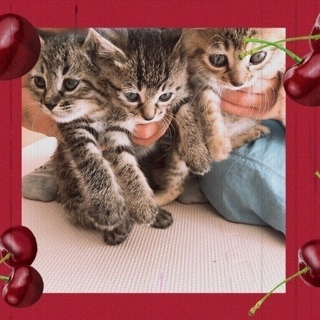 ５月25日野良子猫3匹保護しました