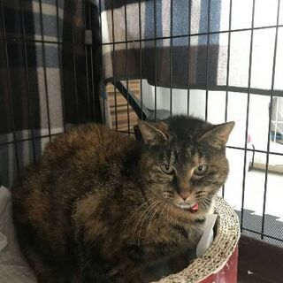 ☆７歳 猫☆