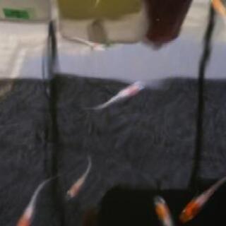 三色ラメヒレ長(選別漏れ)の画像
