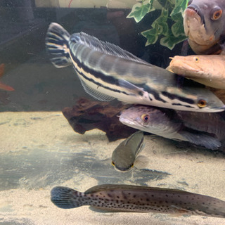 ワイルド コバルトブルー レッドスネークヘッド 熱帯魚