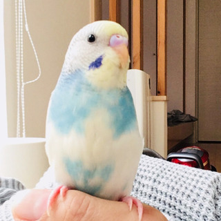 セキセインコ1羽 カゴ付き