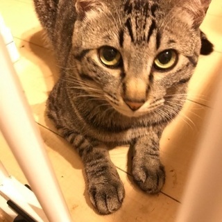 キジトラのオスと黒猫のメス