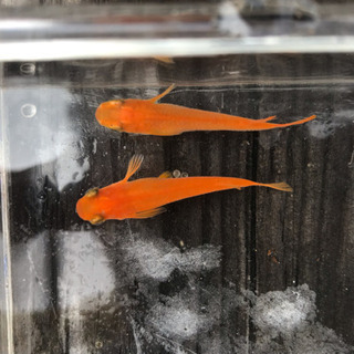 有精卵20個 極上 紅帝！YAMAブリード紅帝です！の画像