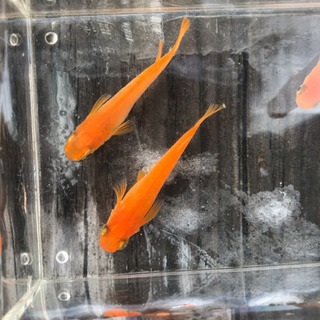 有精卵20個 極上 紅帝！YAMAブリード紅帝です！の画像