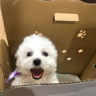 犬友達募集！