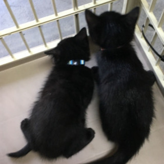 兄妹  子猫  里親様募集♪♪