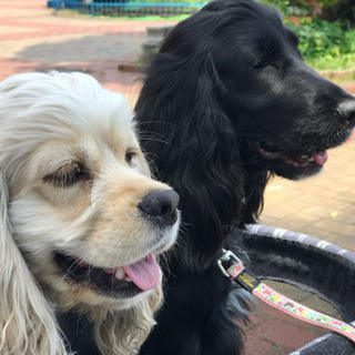 週末は愛犬とお出かけしよう