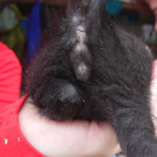黒猫子猫 里親様急募です