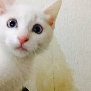 白の子猫　メス６ケ月ぐらい　