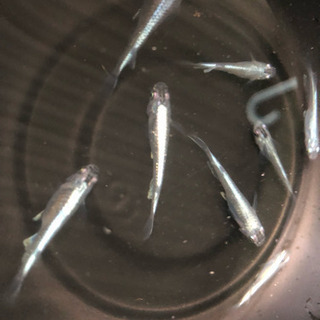 メダカ釣りin仙台園芸センター バラまつり