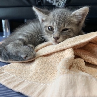 生後3週間の野良猫ちゃん