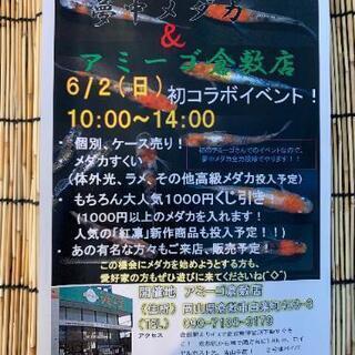 【岡山県】特大★めだかイベント開催!!夢中めだか様
