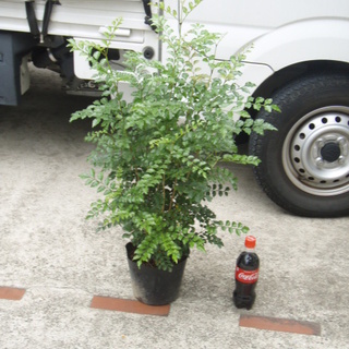 シマトネリコ　６号　　　観葉　庭木　常緑