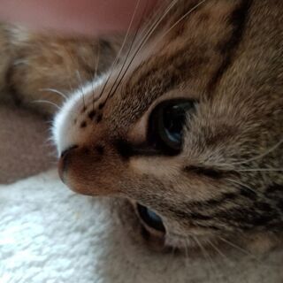 猫友募集！