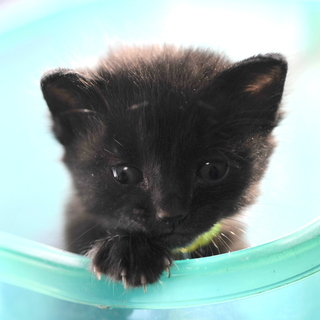 黒猫　多分メス？！　野良の子猫　生後約２〜3週間？　飼い主不在を確認済みの画像