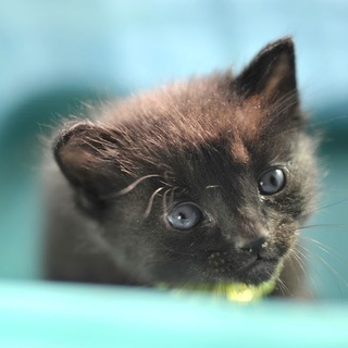 黒猫　多分メス？！　野良の子猫　生後約２〜3週間？　飼い主不在を確認済み - 加古川市