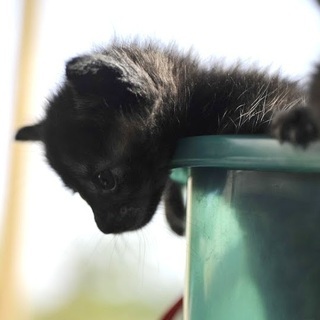 黒猫　多分メス？！　野良の子猫　生後約２〜3週間？　飼い主不在を確認済み - 猫