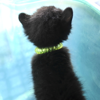 黒猫　多分メス？！　野良の子猫　生後約２〜3週間？　飼い主不在を確認済み − 兵庫県