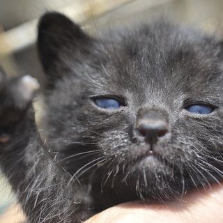 黒猫　多分メス？！　野良の子猫　生後約２〜3週間？　飼い主不在を確認済み - 里親募集