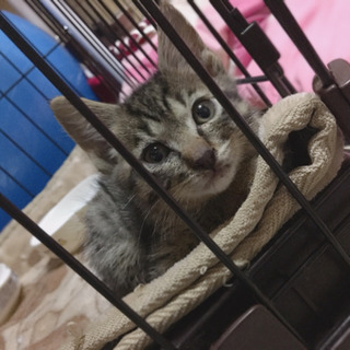 母猫ちゃんとはぐれた可哀想な仔猫ちゃん