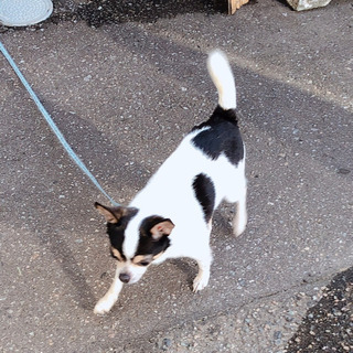 チワワ 7歳