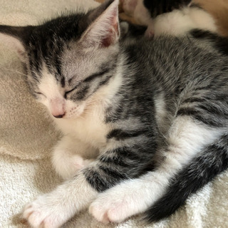 生後2ヶ月子猫2匹 生後1週間仔猫4匹