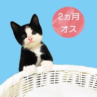 イケメン天使☆【生後2ヶ月】