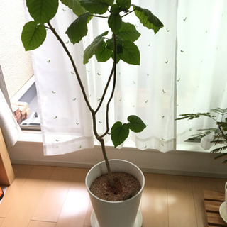 ウンベラータ 120センチ 値下げしました！