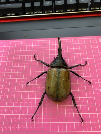 ヘラクレス　カブトムシ 1pr 80～90mm前後 A