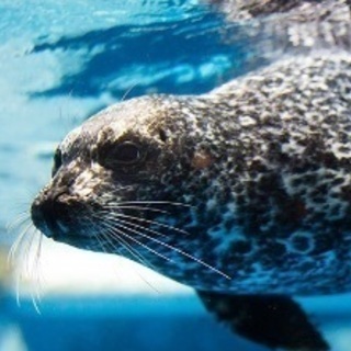 🎶🌈みんなで水族館行こう🌈🎶