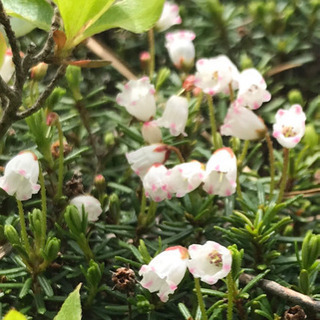 (参加者募集)一緒に登山ハイキングに行って可愛いくて華麗なお花を...