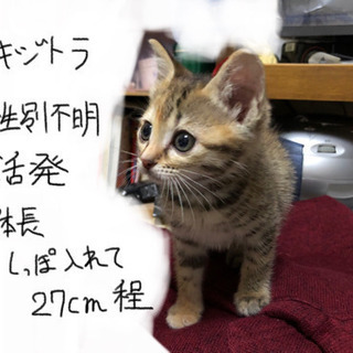生後一ヶ月ほどの子猫です、性別まだわかりません