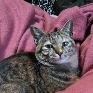 キジトラ猫　メス　4歳（避妊済）探しています