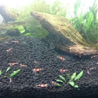 レッドビーシュリンプの画像